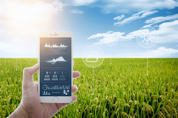 溫州種出2.1米高巨型水稻，精益生產(chǎn)怎么看？